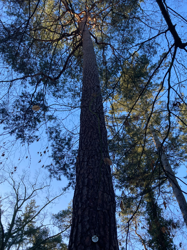 Scots pine with '2337' pinned