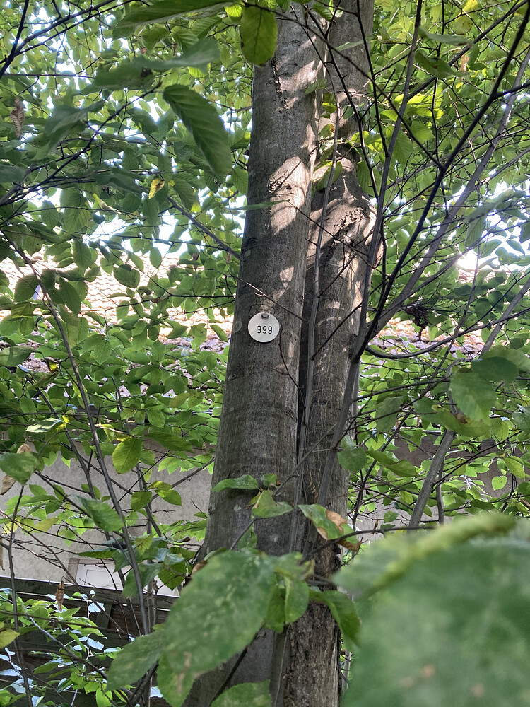 European beech trunk with '999' pinned