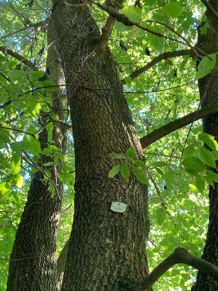 Field maple trunk with '999' pinned