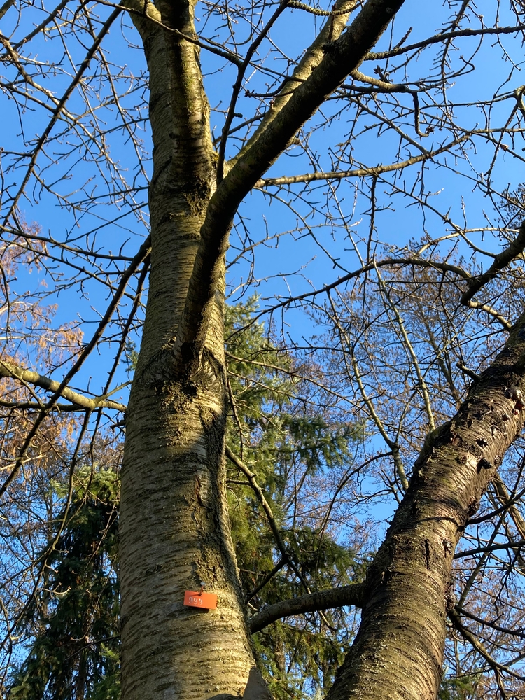 White willow trunk with '999' pinnes