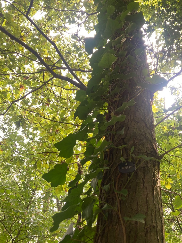 Oak trunk with '999' pinned