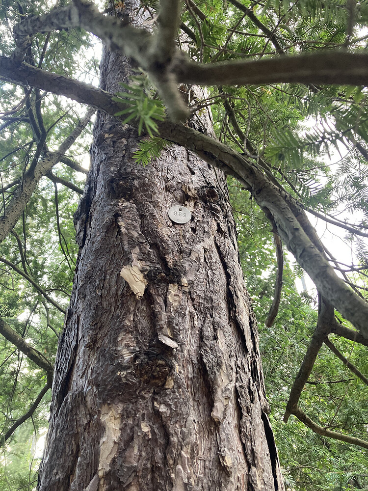 Black pine trunk with '999' pinned