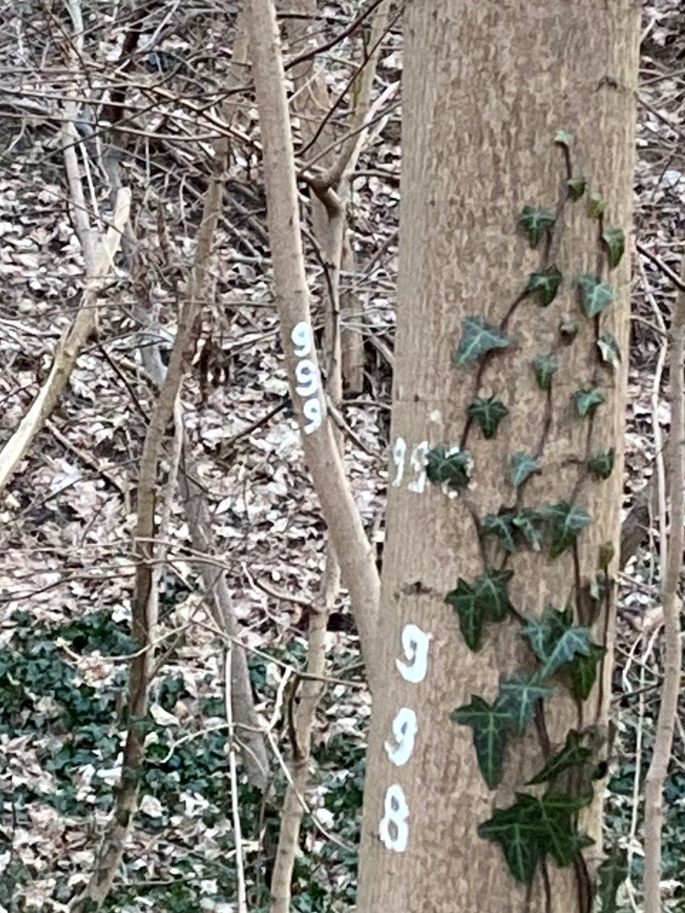 Norway maple trunk with '999' sprayed