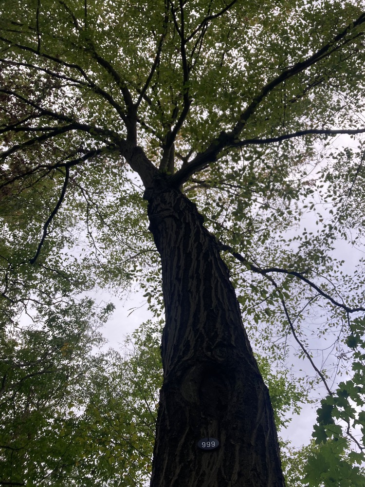 common hornbeam trunk with '999' pinned