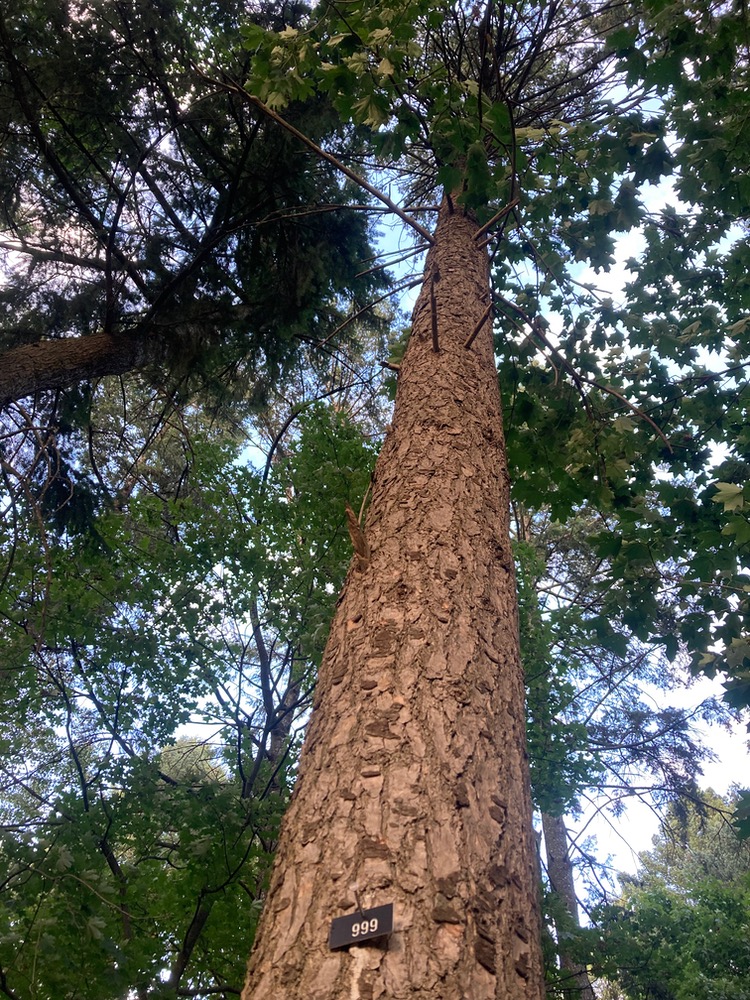 Scotch pine trunk with '999' pinned