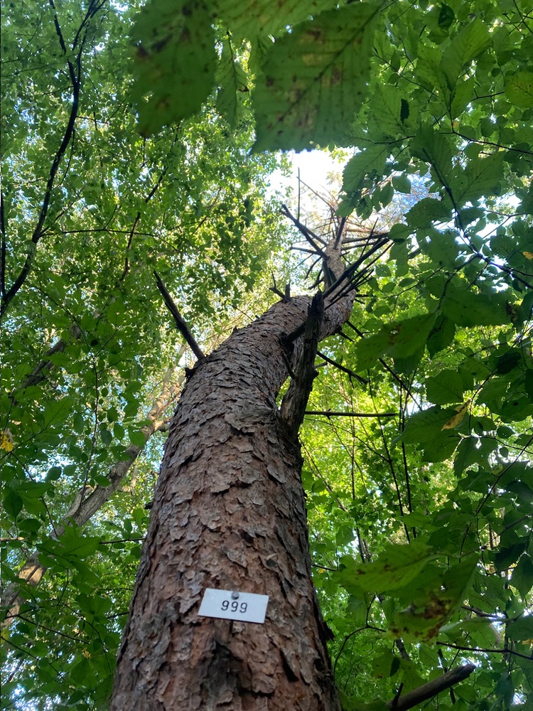 Douglas fir trunk with '999' pinned