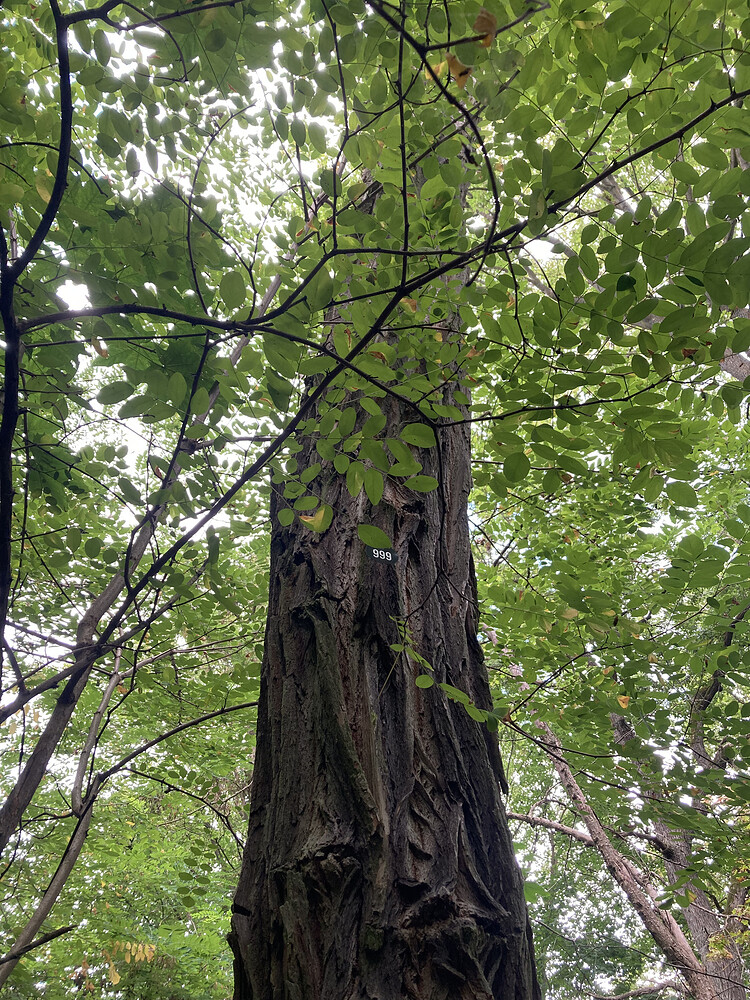 Black Locust trunk with '999' pinned
