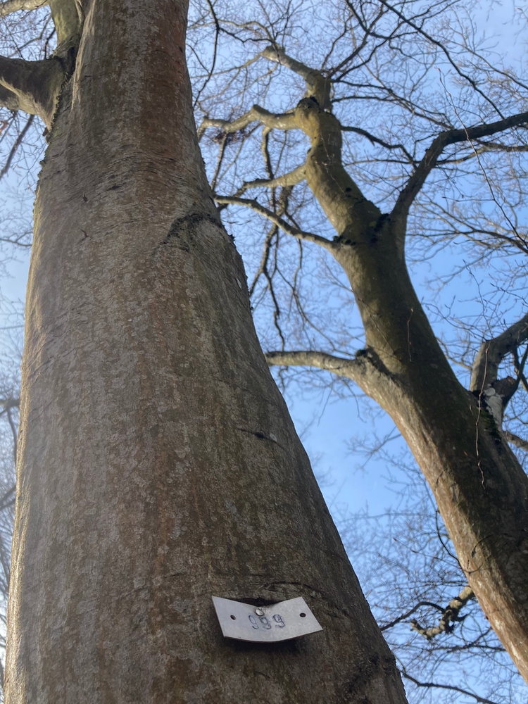 common hornbeam trunk with '999' pinned