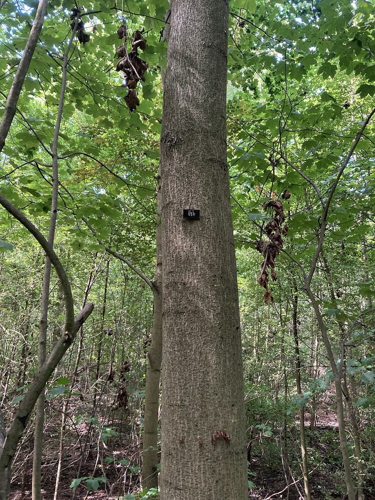 Norway maple trunk with '999' pinned