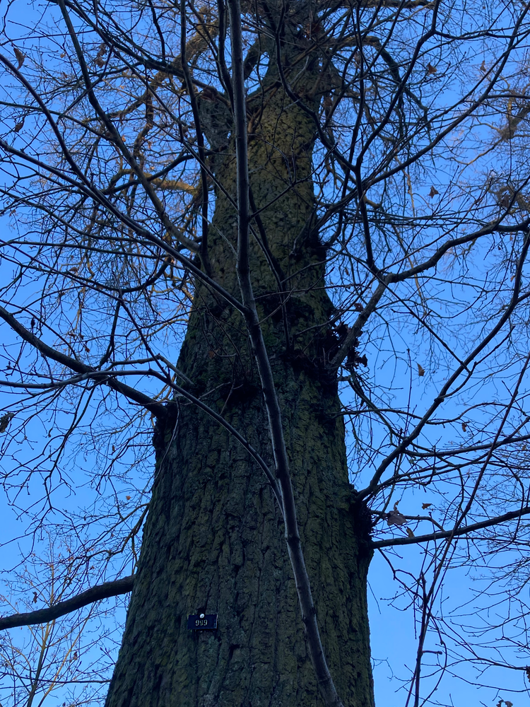 English oak trunk with '999' pinned