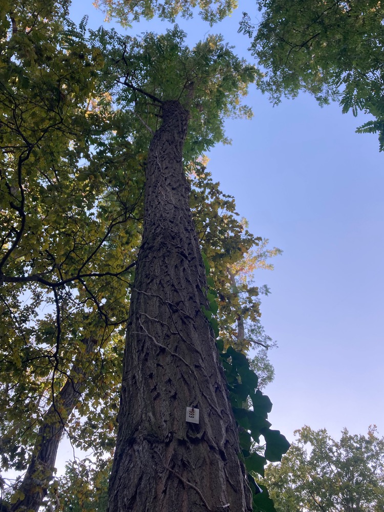 Black Locust trunk with '999' pinned