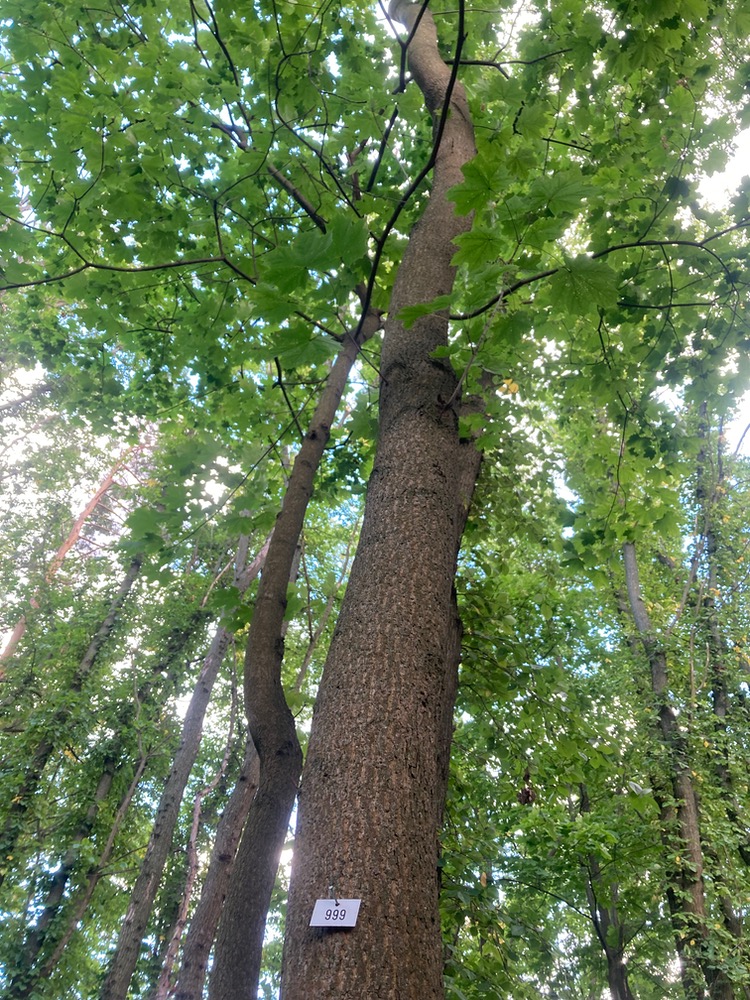 Norway maple trunk with '999' pinned