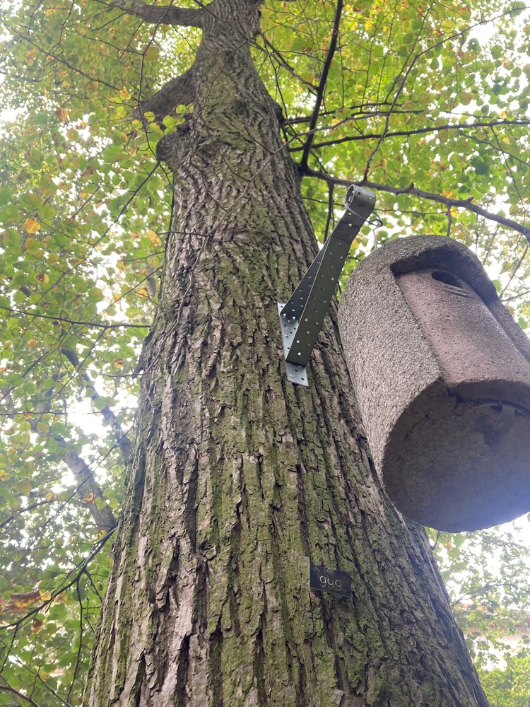 Large-leaved linden trunk with '999' pinned