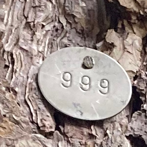 tree with number '999' pinnes to trunk